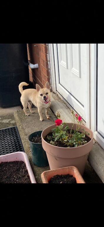 Chihuahua rehome
