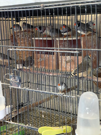 Zebra Finches