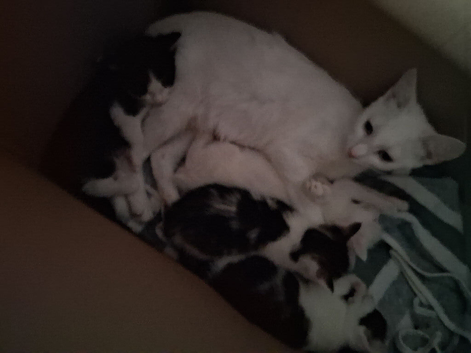 3 kittens for sale