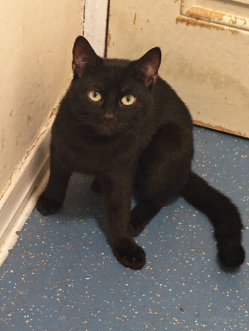 I have 2 adult cats to re-home