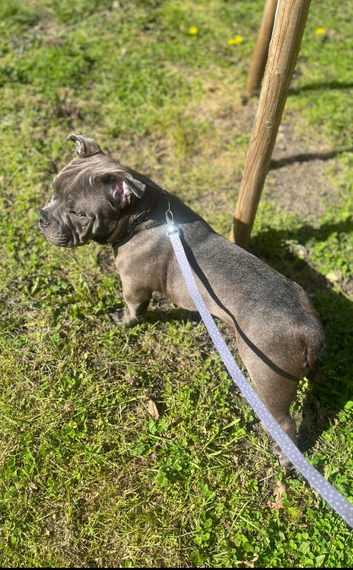 Pocket bully 8 months puppy