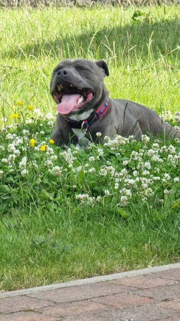 Staffordshire bull terrier Valgo champion bloodlines kc registered health tested stud dogs