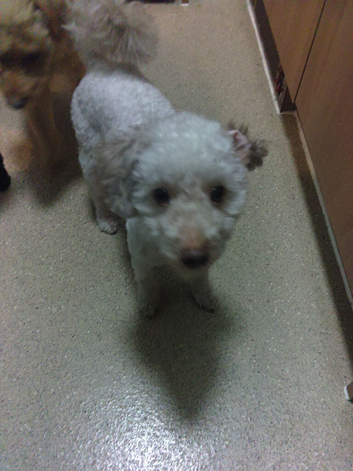 2 year old toy male for stud