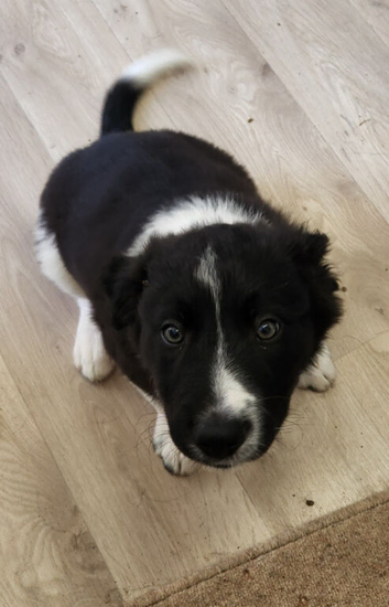 Boy Border Collie