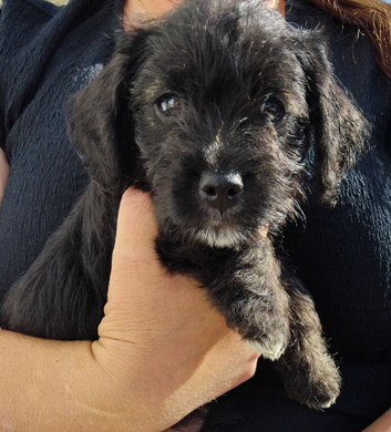 Jackapoo puppie boy ready to leave