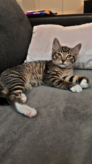 Beautiful Bengal Kitten for Sale – Simba