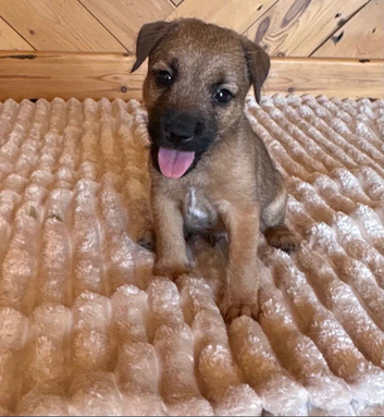Lakeland male puppy
