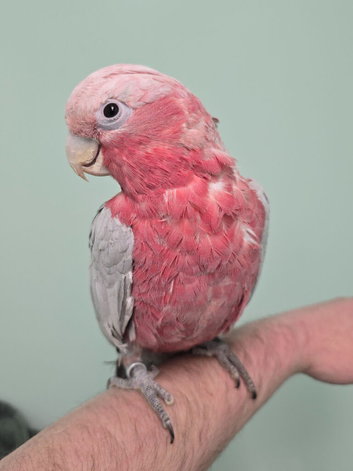 Beautiful Handreared Galah, Caique & Parrotlets!!!