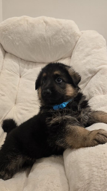 Stunning and strong German Shepherd puppies