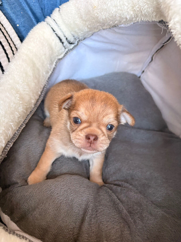 Chihuahua for selling