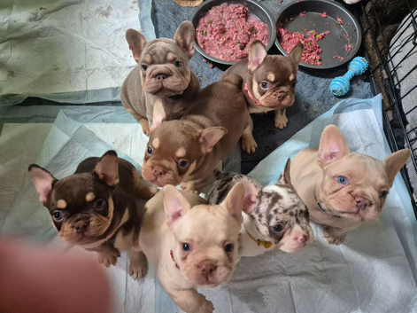 Beautiful french bulldog puppies