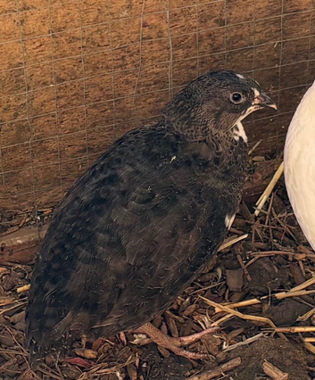 Coturnix large quail hens