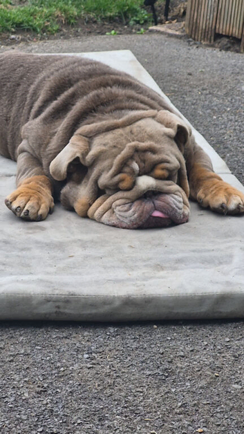 Male and female bulldag