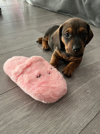 Beautiful miniature dachshund puppies
