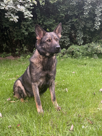 female german shepherd