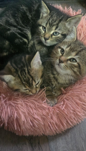 6 kittens