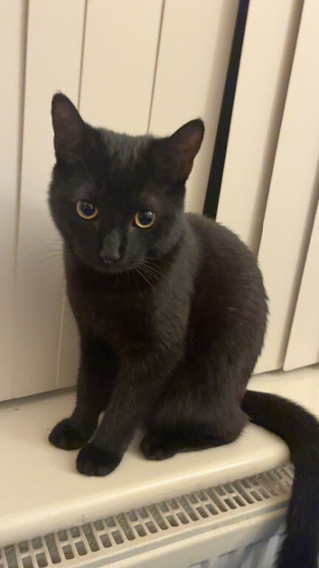 Playful 9 month black cat