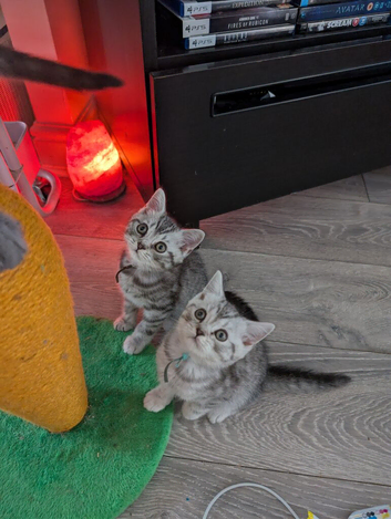 Full British shorthairs
