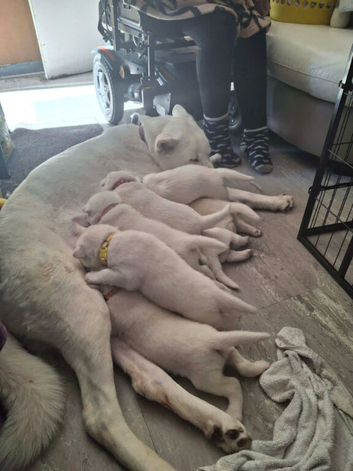 American Akita x Siberian Husky