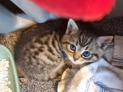 Pretty Bengal x kittens 3 left to go