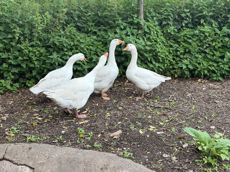 Geese for sale