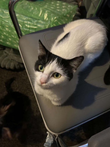 Kittens availble