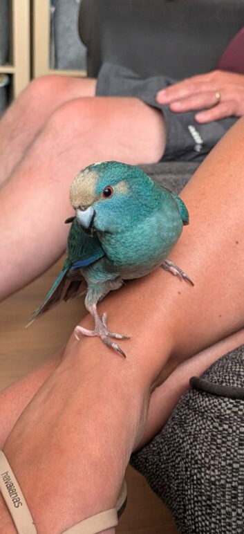 Kakariki Parrot for sale