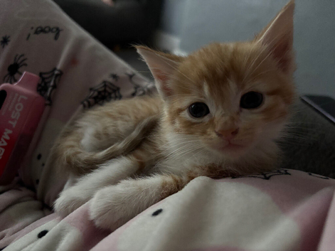 4 kittens available