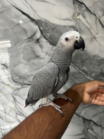 Baby Handreared Friendly Super Tame Cuddly Congo African Grey Parrot,4