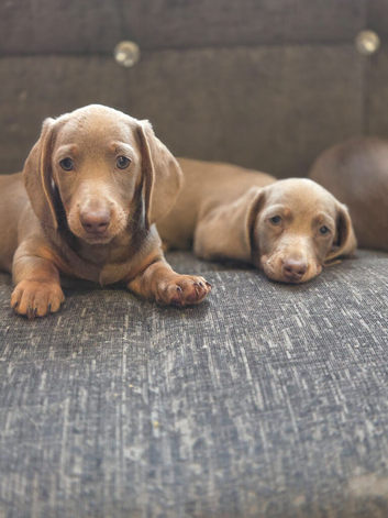 Miniature Dachshund