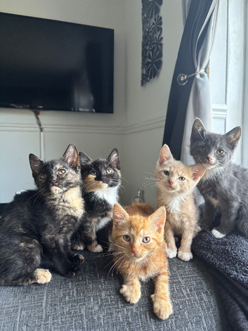 LAST 2 gorgeous kittens for sale