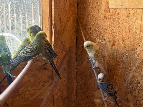 Budgies- aviary birds for sale