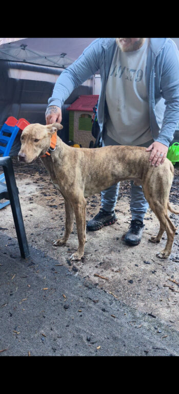 bull greyhound 11months old