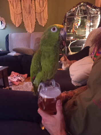 Approx 2 years old Amazon yellow crown parrot