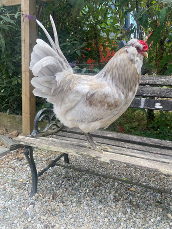 Lavender Araucana