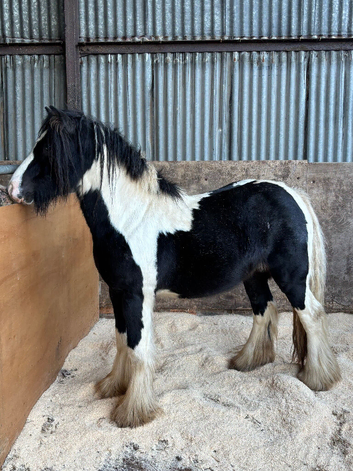 12.1 hh