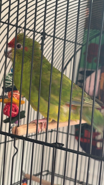Female kakariki for trade