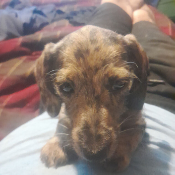 Miniature dacshund