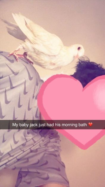 Tame pet pigeon called Jack is looking for a new loving home