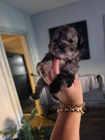 Beautiful shihpoo puppies looking for there forever homes