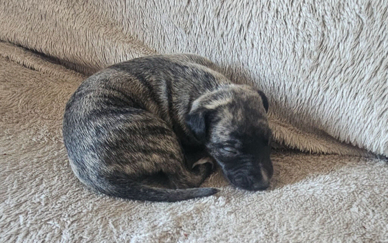**LAST TWO** KC Health and Heart tested whippets