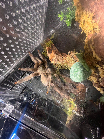 2 Female Trinidad chevron / p Cambridgei