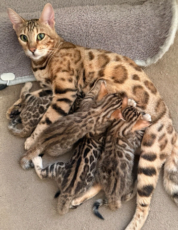 Stunning Bengal Kittens. TICA Registered. 2 Boys and  2 Girls available