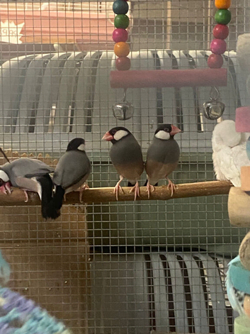 Stunning Java Sparrows available