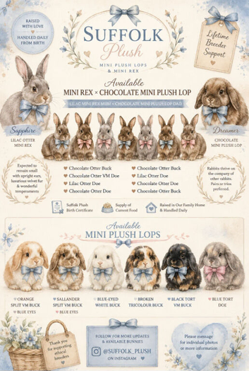 Mini Plush Purebred Lops