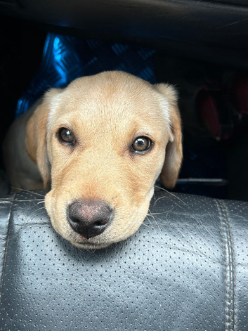 5 month old beautiful lab looking for her  new family