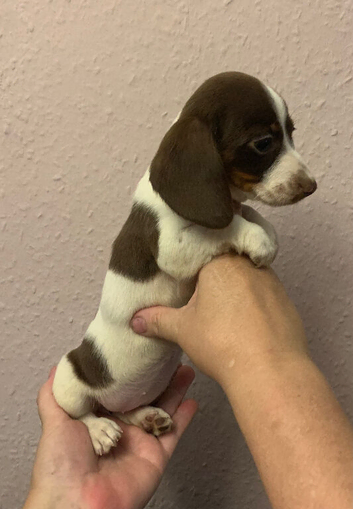 Ready now! Piebald miniature dachshund girl pup.