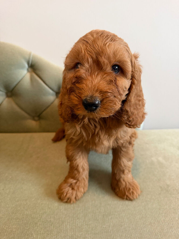 Adorable Cavapoo puppies