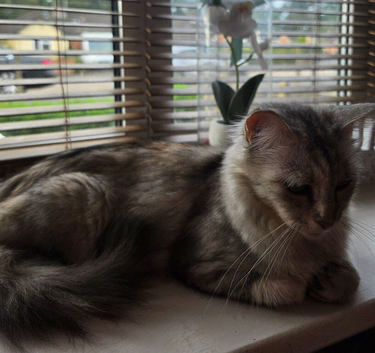 Ragdoll X