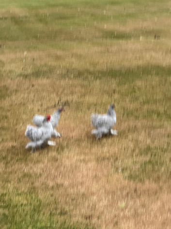 Trio of Lavender Pekin Bantams